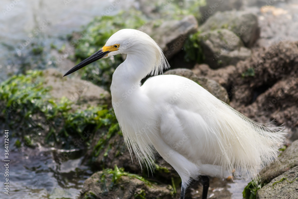 Snowy Egret, Egretta thula, with feather's puffed near water's edge on a summer afternoon Snowy Egret, Egretta thula, with feather's puffed near water's edge on a summer afternoon