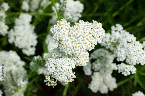 Close up texture view of bright white blooming flowers on a  yarrow plant (achillea millefolium) in a sunny ornamental garden