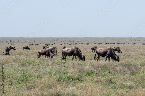 Herd of Wildebeests grazing on the Serengeti during the Great Migration in Tanzania