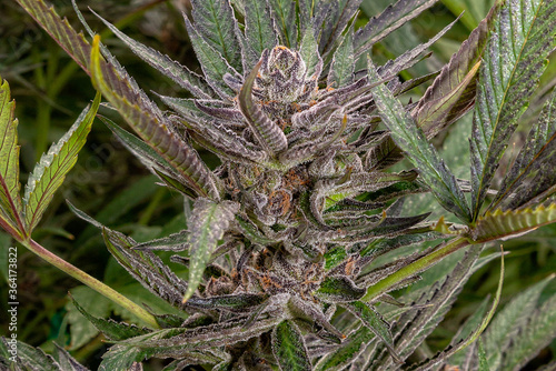 Marijuana indoor farm, Oregon