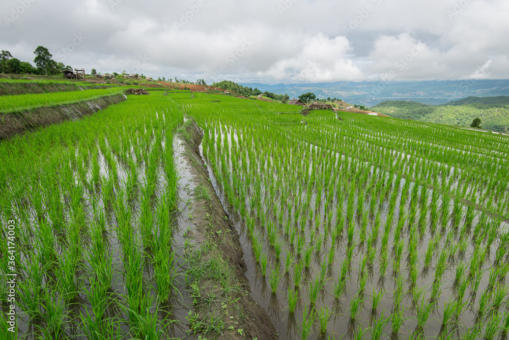 Beautiful landscape rice fields on terraced of Ban Pa Bong Piang in the rainy season, Chiangmai, Thailand