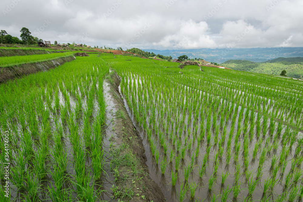 Fototapeta premium Beautiful landscape rice fields on terraced of Ban Pa Bong Piang in the rainy season, Chiangmai, Thailand