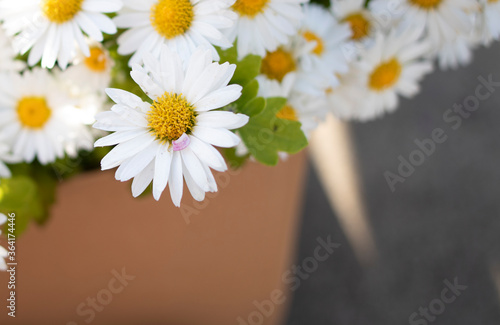 Close-up of Mauranthemum paludosum daisies. The photo was taken on a sunny day.