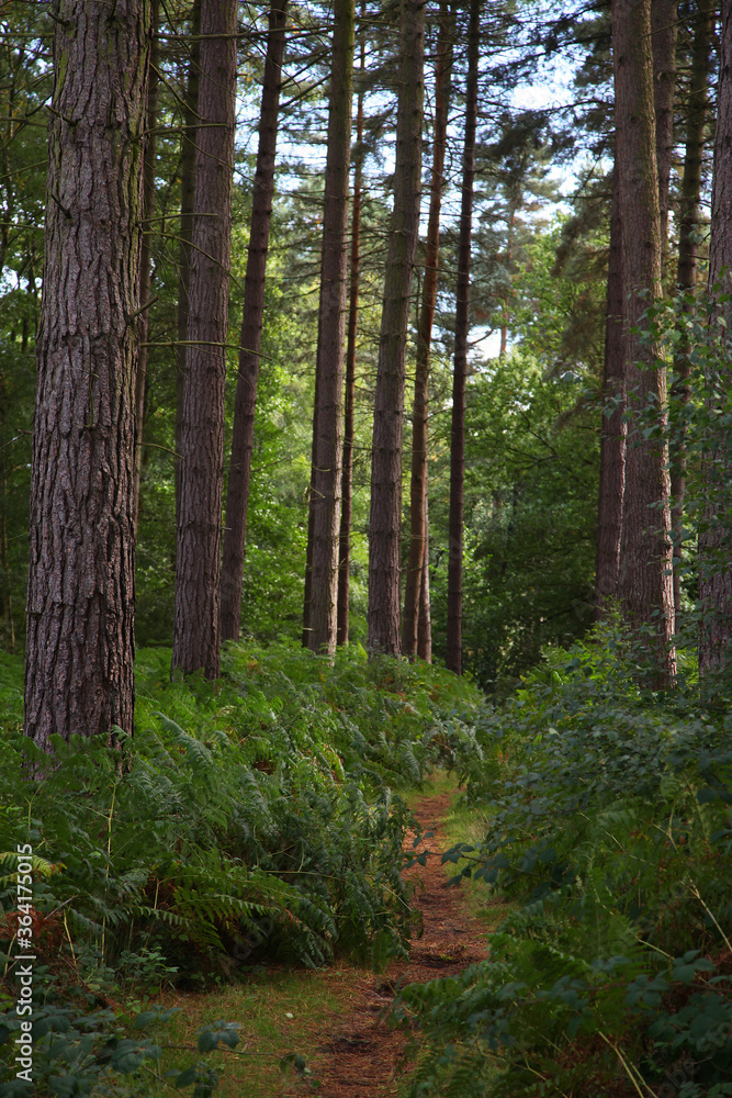 Obraz premium Cannock Chase, Staffordshire, United Kingdom, an area of Outstanding Natural Beauty, featuring forests, paths and lakes