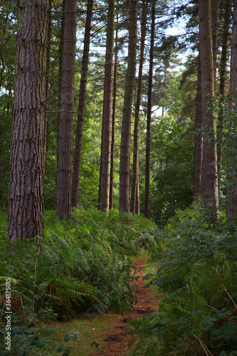 Cannock Chase, Staffordshire, United Kingdom, an area of Outstanding Natural Beauty, featuring forests, paths and lakes © jacquimartin
