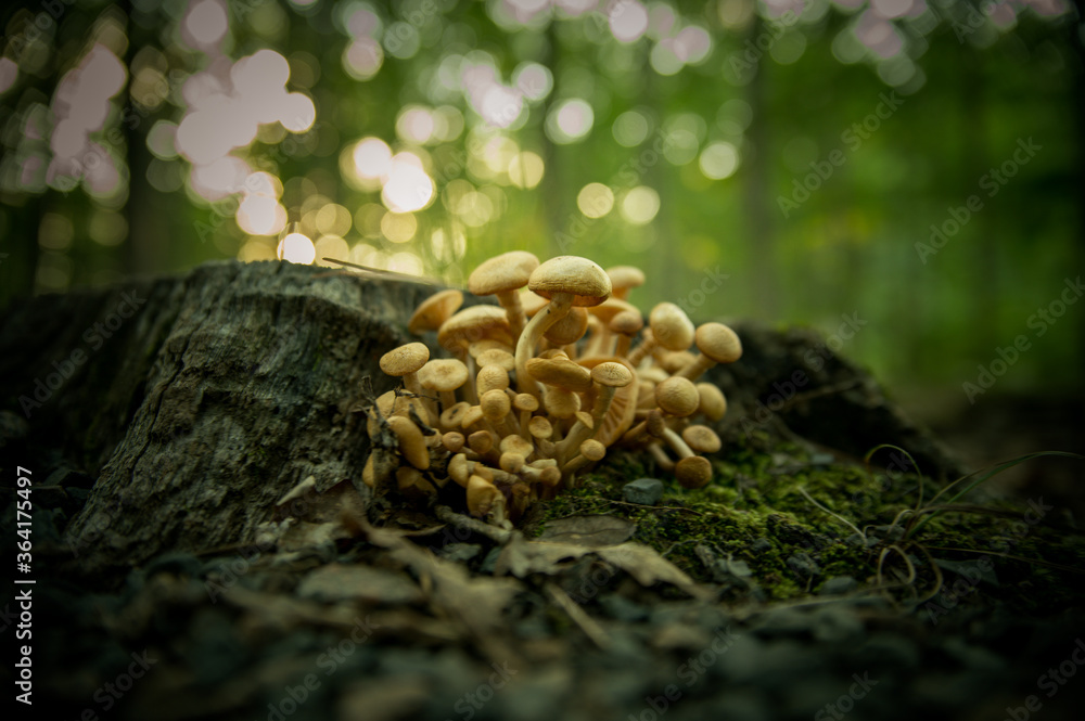 mushrooms on tree