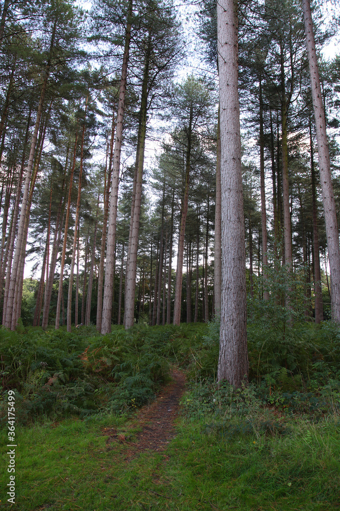 Obraz premium Cannock Chase, Staffordshire, United Kingdom, an area of Outstanding Natural Beauty, featuring forests, paths and lakes