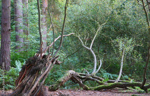 Cannock Chase, Staffordshire, United Kingdom, an area of Outstanding Natural Beauty, featuring forests, paths and lakes