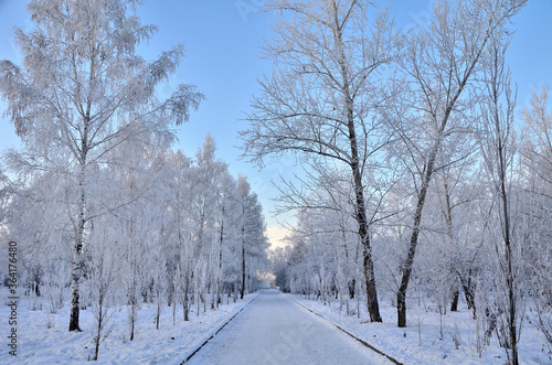Trees covered with hoarfrost in the first rays of the sun © alekskai