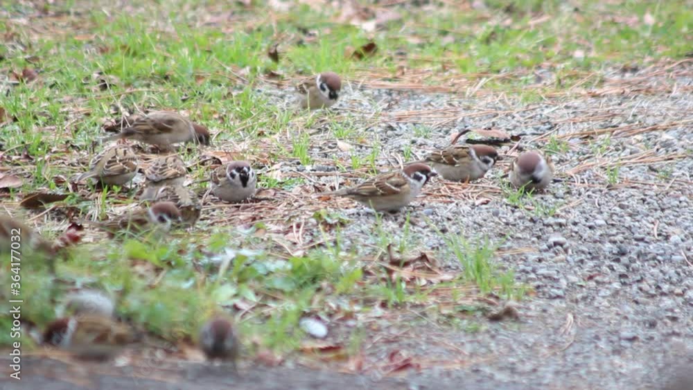餌をついばむスズメ 餌をついばむスズメ