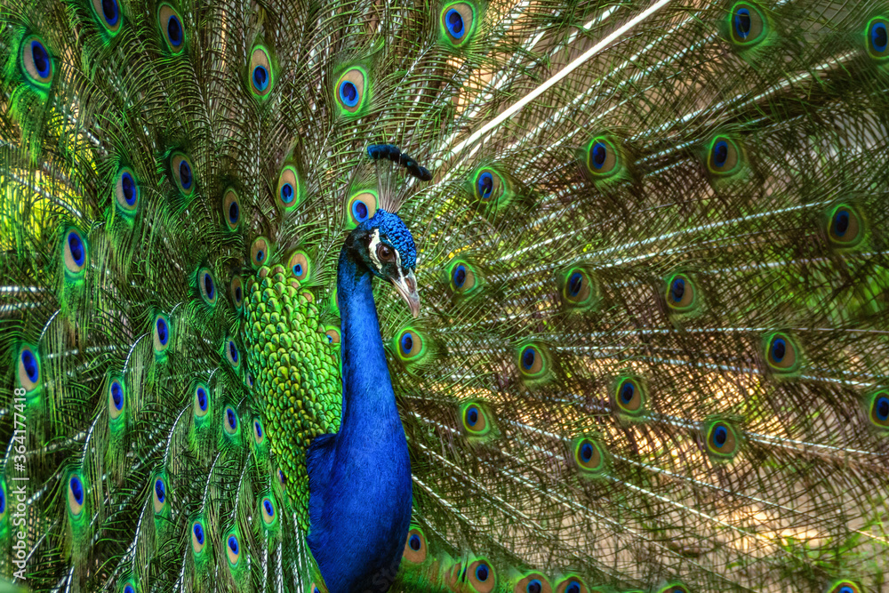 Fototapeta premium Beautiful blue peacock feather background