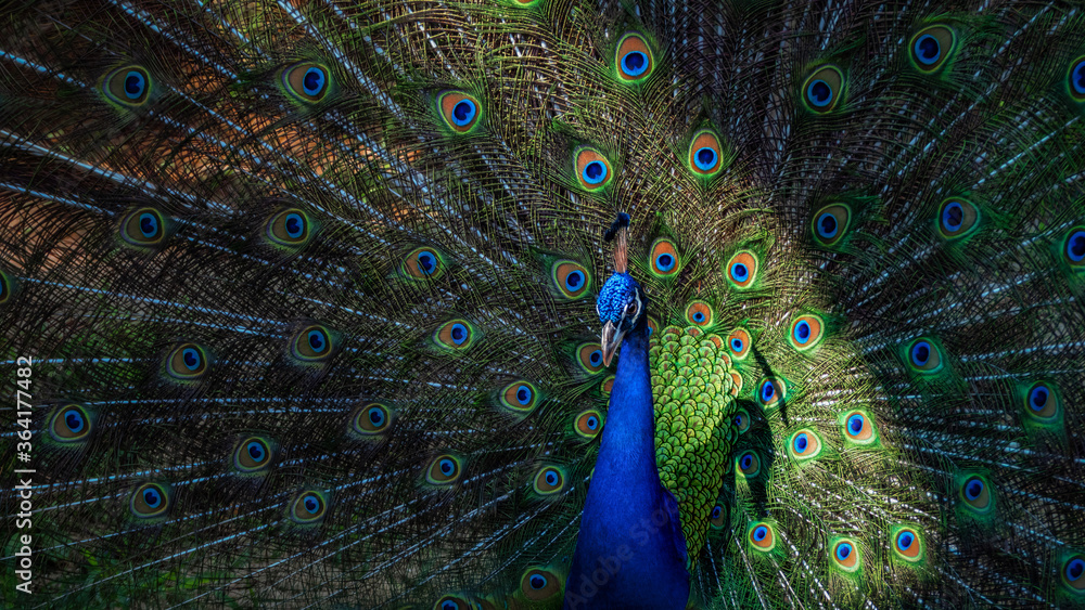 Obraz premium Beautiful blue peacock feather background