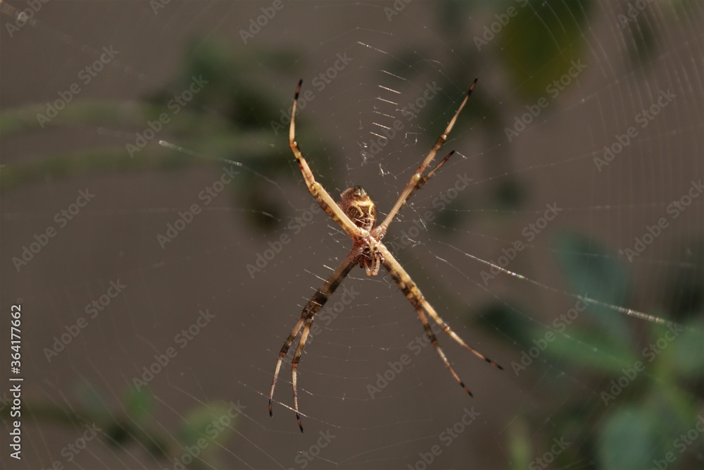 Aranha na teia no jardim de minha casa