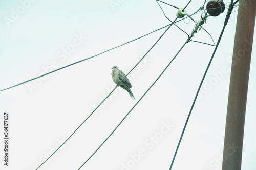 Pigeon on the cable