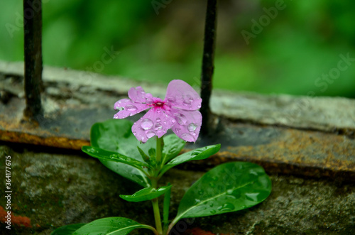 wet purple flower