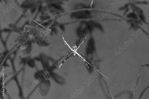 Aranha na teia no jardim de minha casa