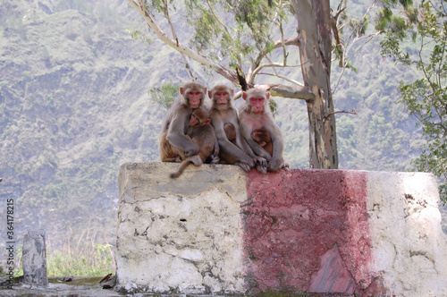 monkeys beside the road
