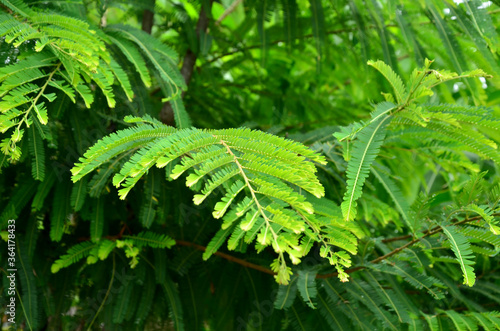 textured leaf of green tree