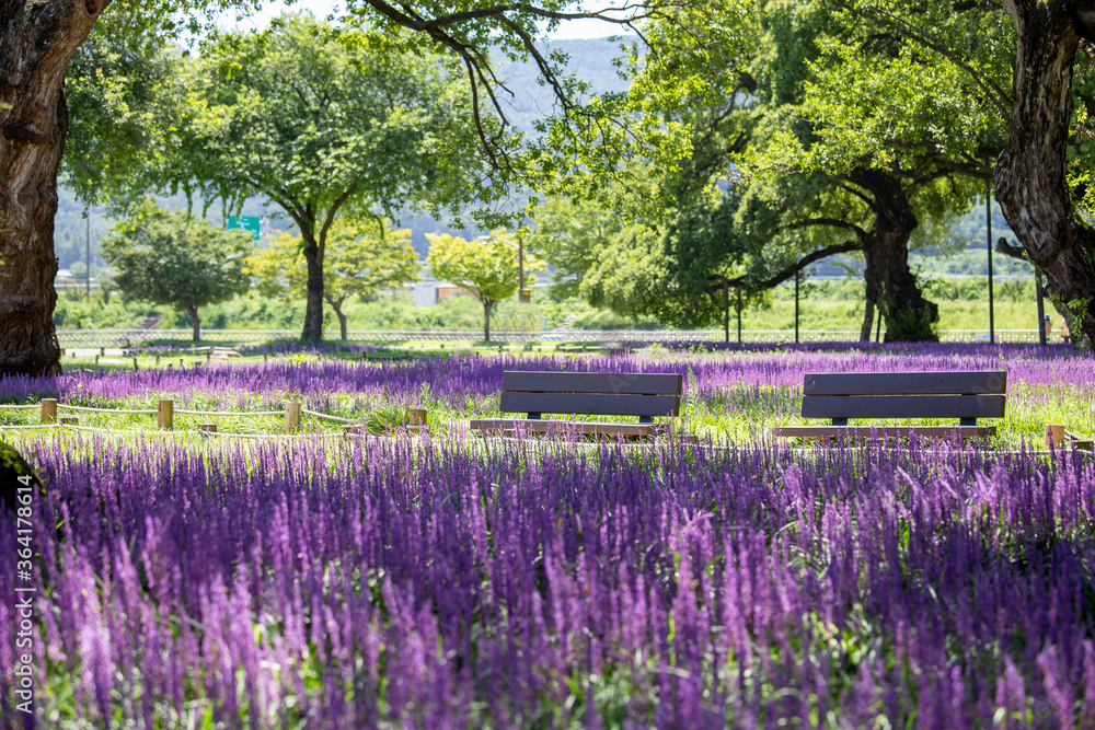 Fototapeta premium lavender field in spring