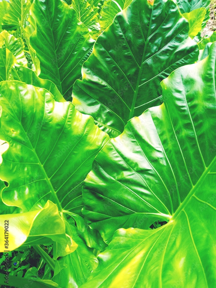 Obraz premium green leaves background