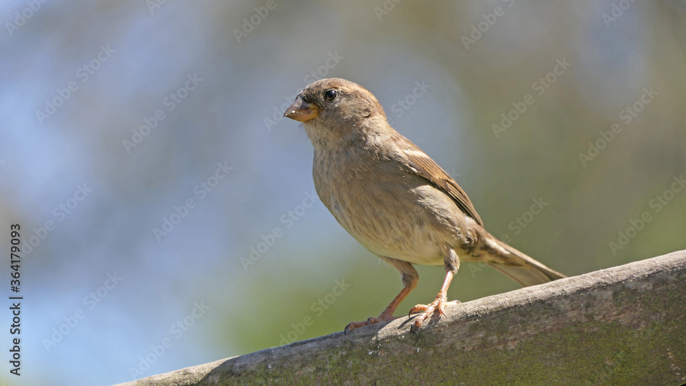 House Sparrow sitting on fence House Sparrow sitting on fence