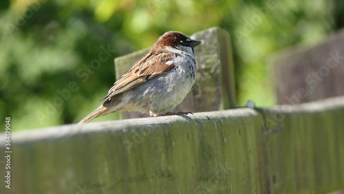 House Sparrow sitting on fence