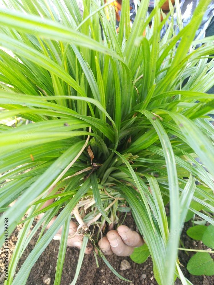 Obraz premium green grass background