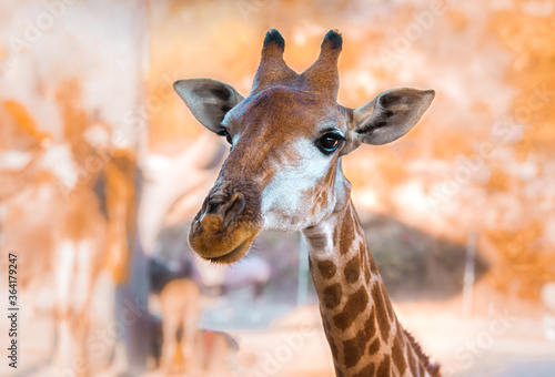 Close-up of a curious giraffe head looking at the camera. The largest ruminant © Creative Cat Studio