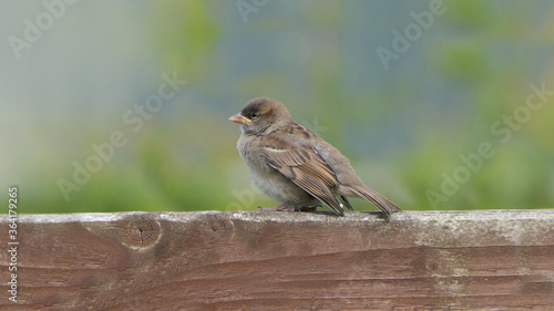 House Sparrow sitting on fence