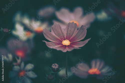 Cosmos flowers field background   vintage style