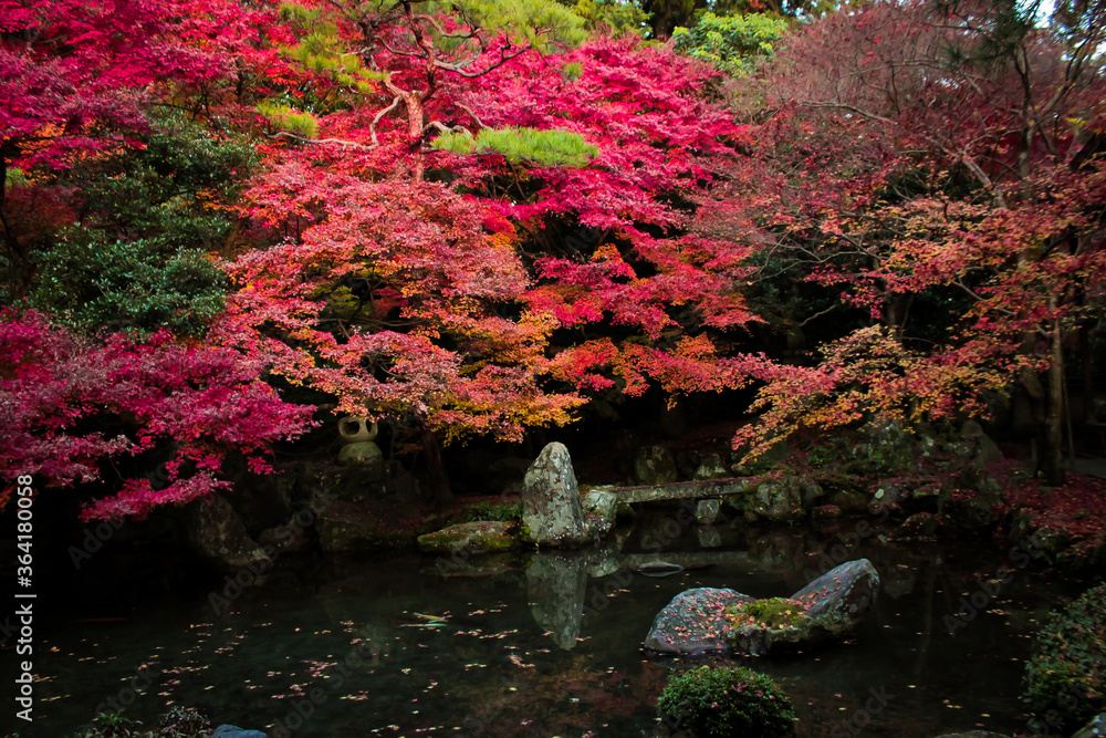 紅葉 紅葉