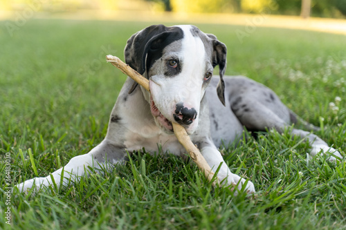 Great Dane Puppy