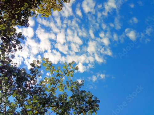 Green tree Sky as background