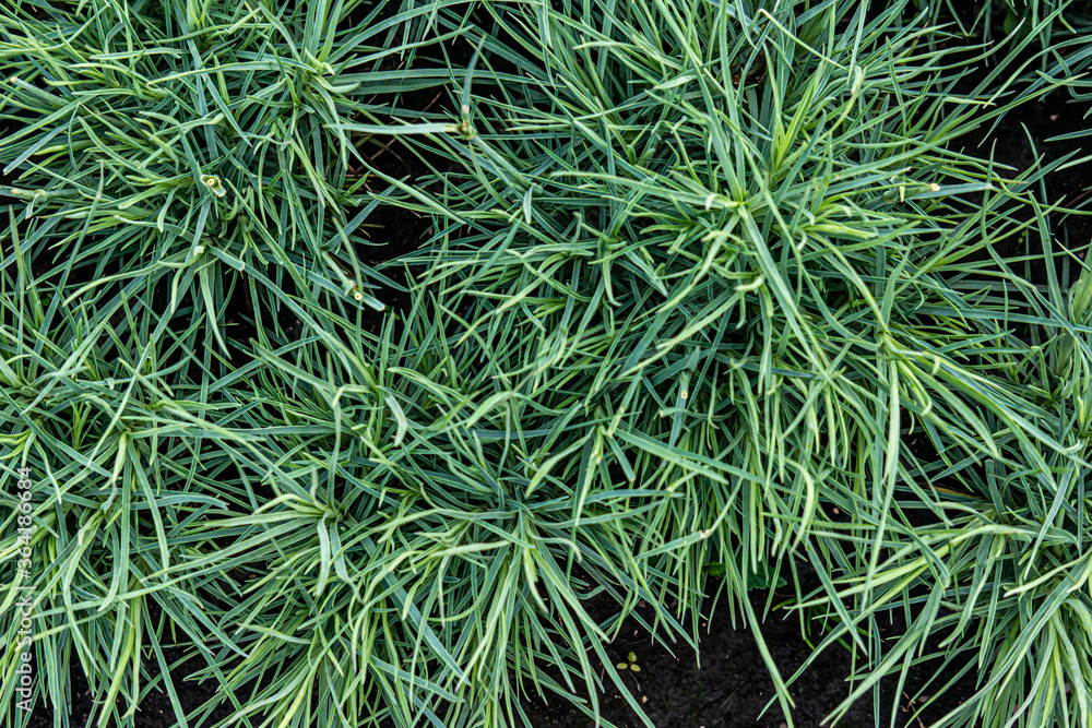 green grass background green grass background