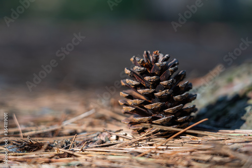 Solitary pinecone on forest floor