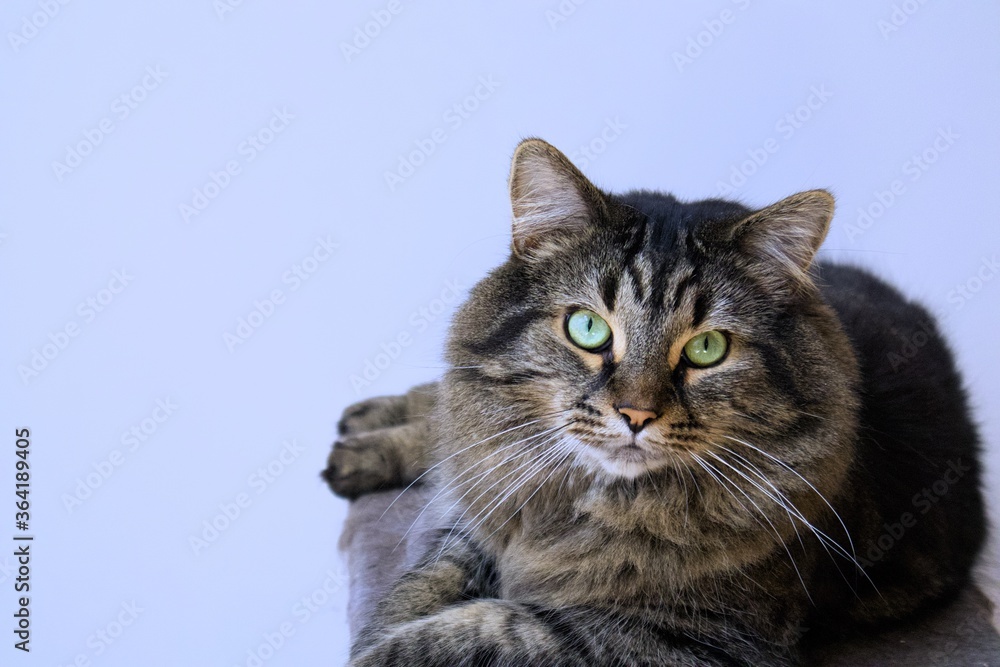 Chat adorable regardant la caméra sur son arbre à chat. Chat adorable regardant la caméra sur son arbre à chat.