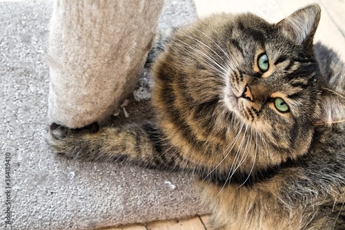 Chat adorable regardant la caméra en tenant son arbre à chat.