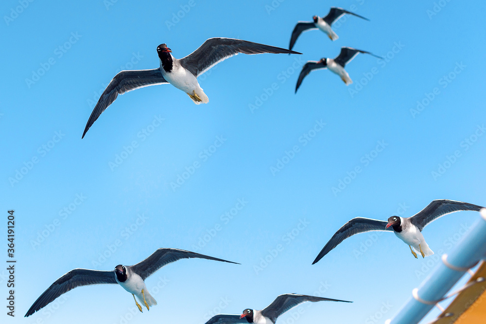 Obraz premium Seagulls are flying