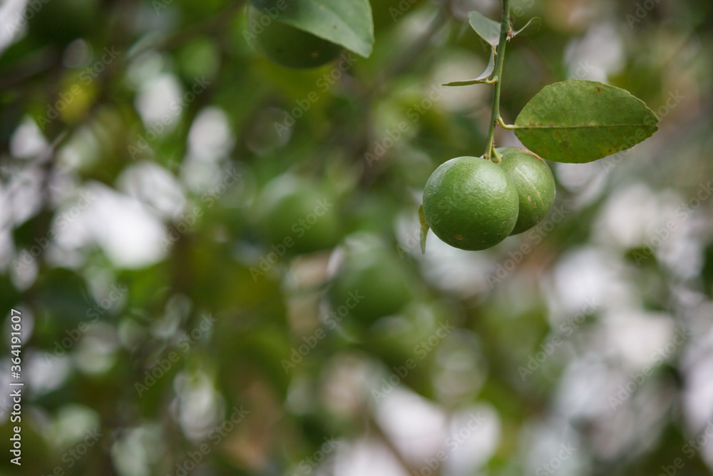 Fresh green lemons in the garden Fresh green lemons in the garden