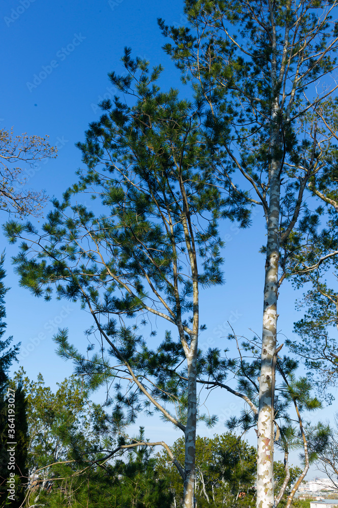 Obraz premium trees in the forest