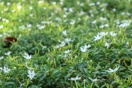 macro view green grass or small flowers as background