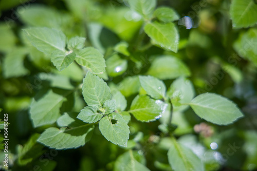 Wallpaper Mural Basil Torontodigital.ca