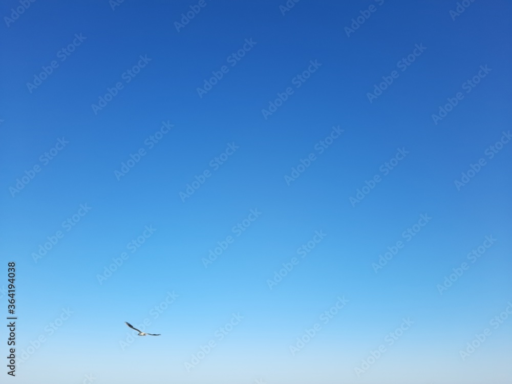 Fototapeta premium seagull in flight