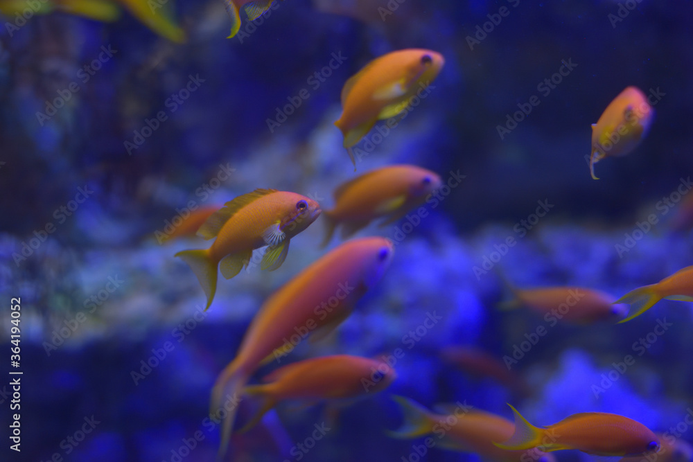 魚 魚