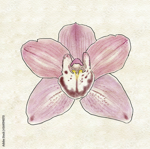 Orquídea, Orchid