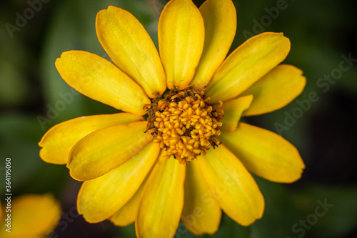 Yellow Flower