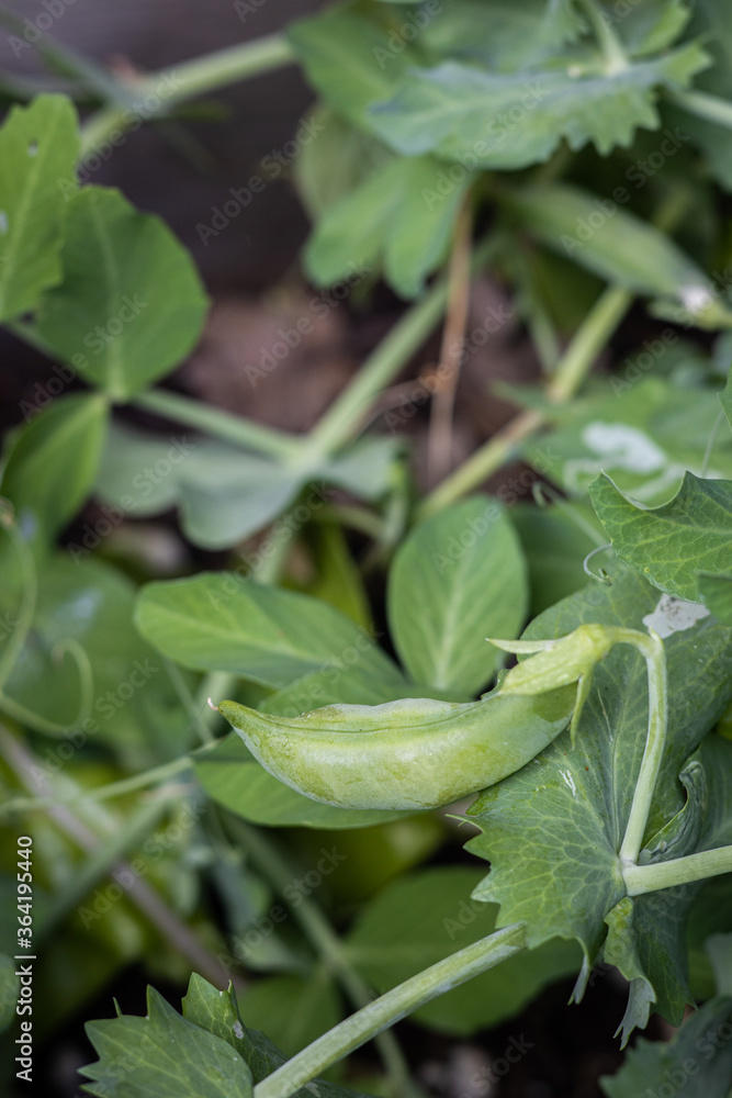 Obraz premium Snap Pea