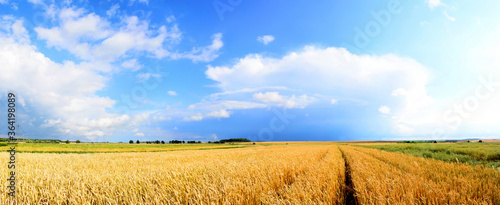 Field of ripe wheat against the sky.Panorama