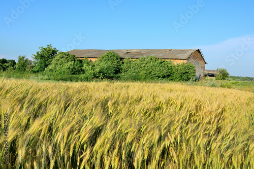 Field with green wheat against the sky