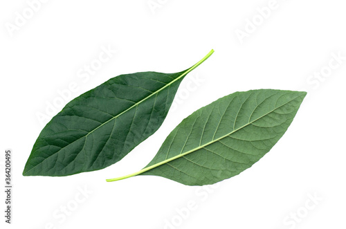 Green leaf isolated of Nan Fui Chao on white background